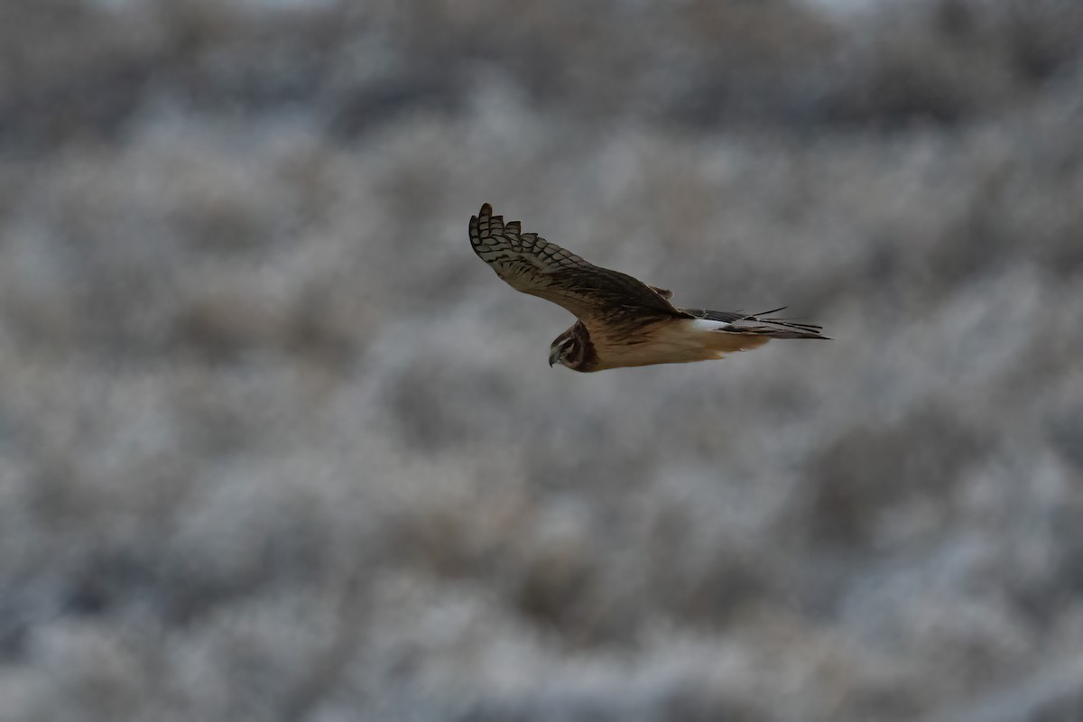 Northern Harrier - Debbie Tubridy