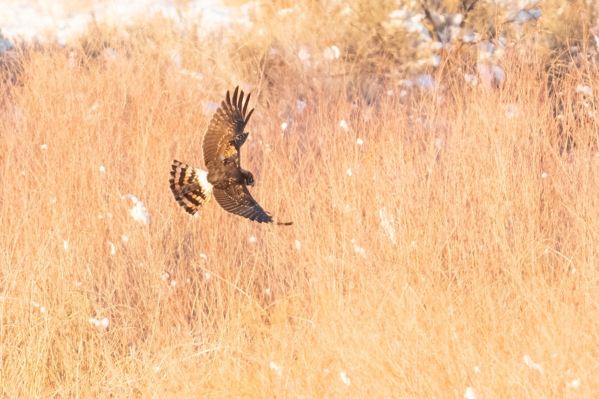 Northern Harrier - ML611683078