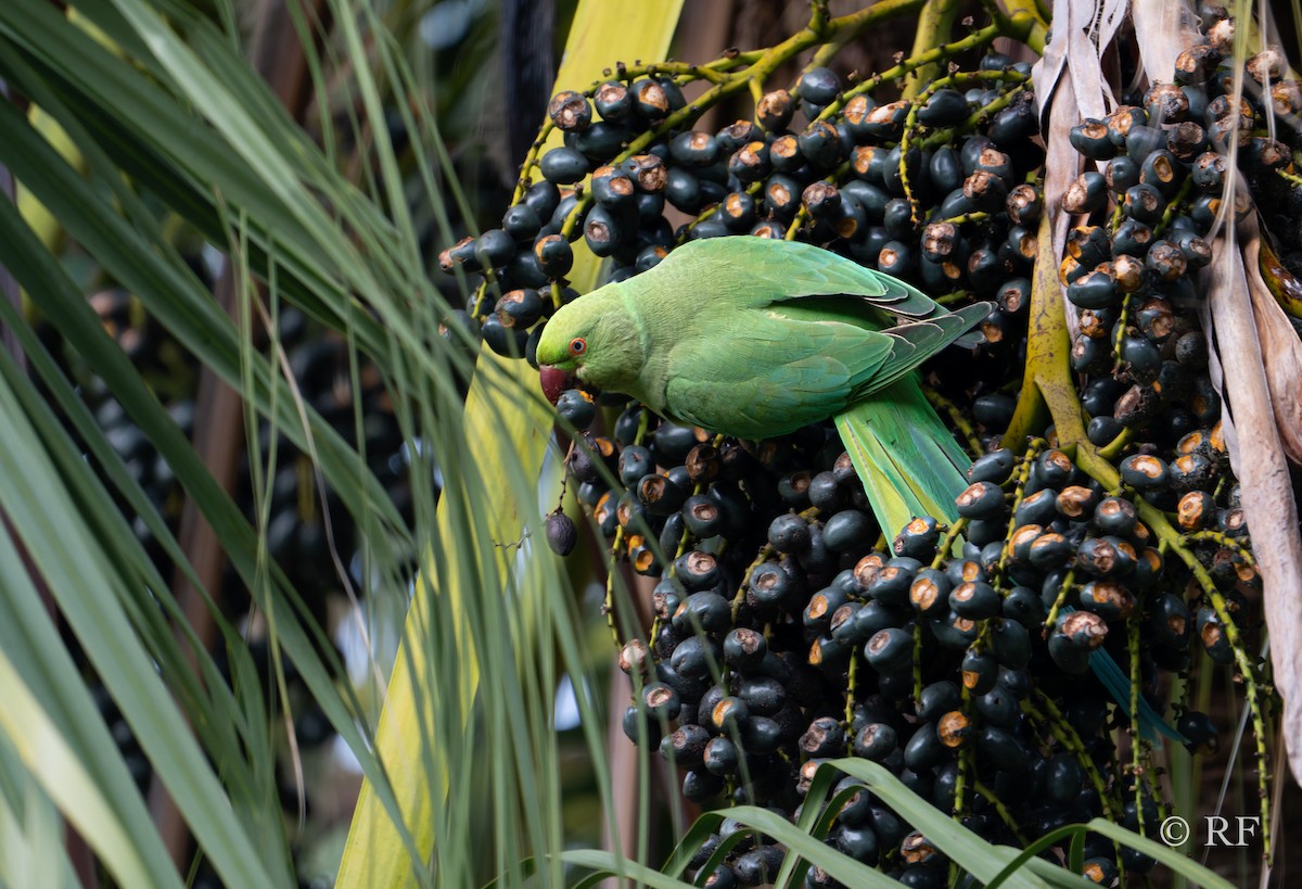 Rose-ringed Parakeet - ML611683162