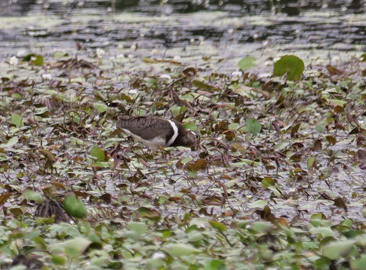 Australian Painted-Snipe - ML611683183