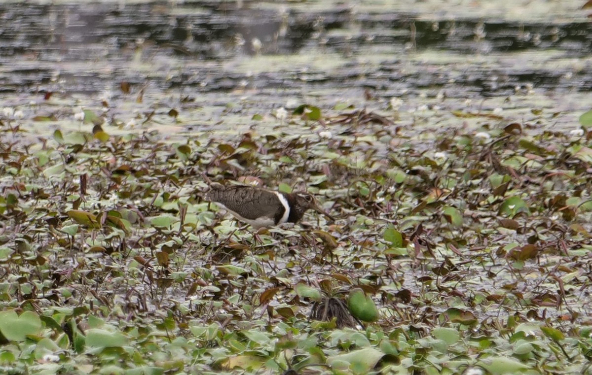 Australian Painted-Snipe - Ian Gibson