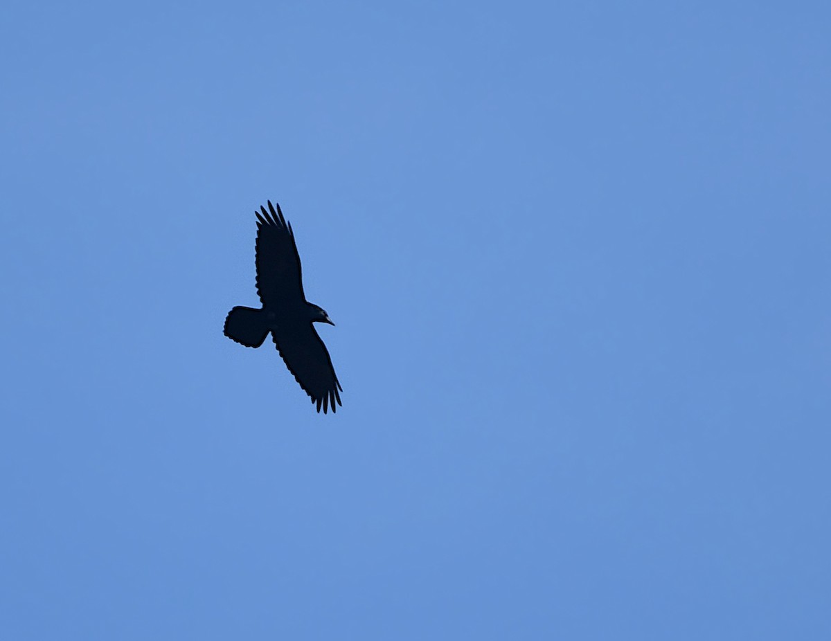 Common Raven - ML611683198