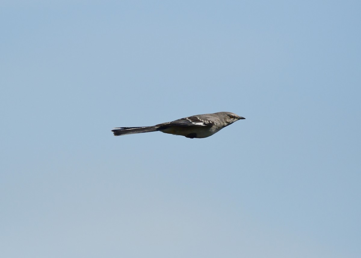 Northern Mockingbird - Chaiby Leiman