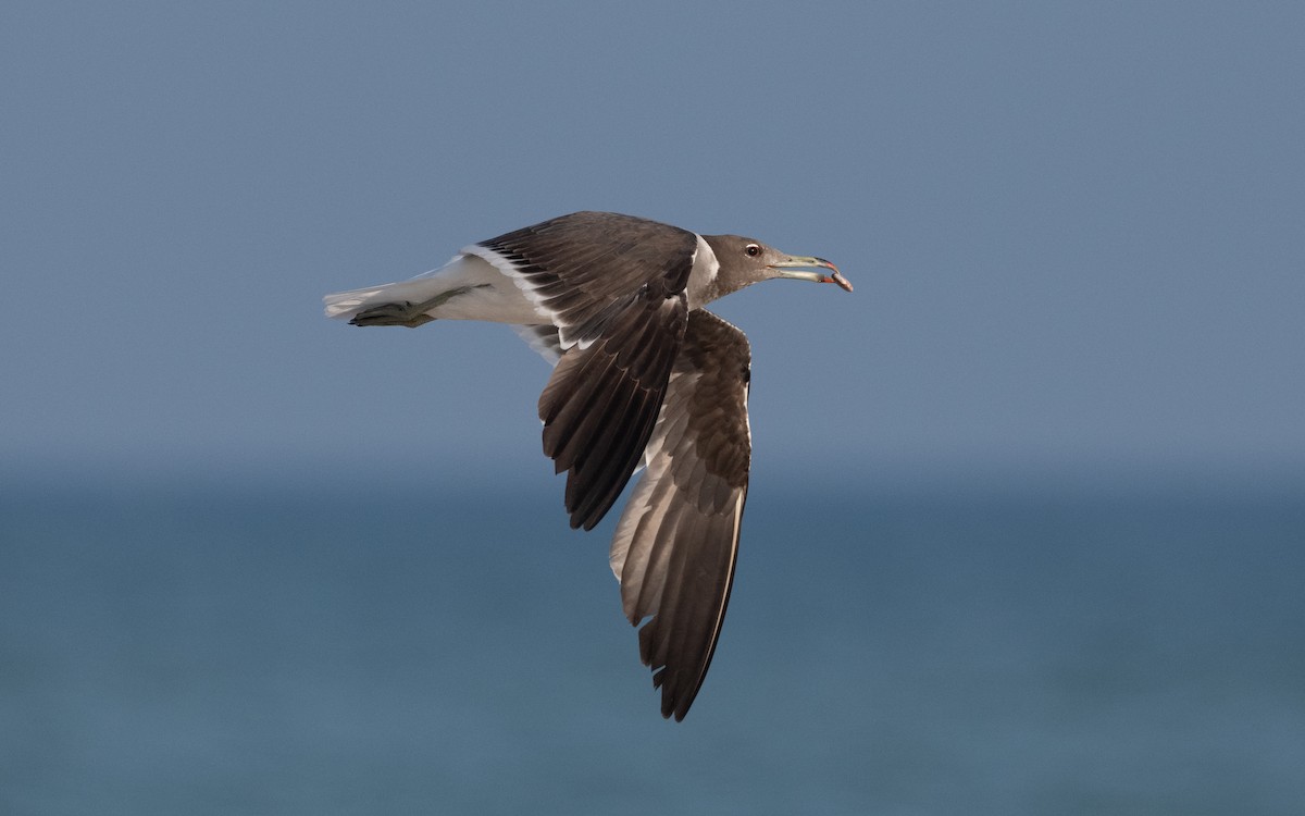 Sooty Gull - ML611683256