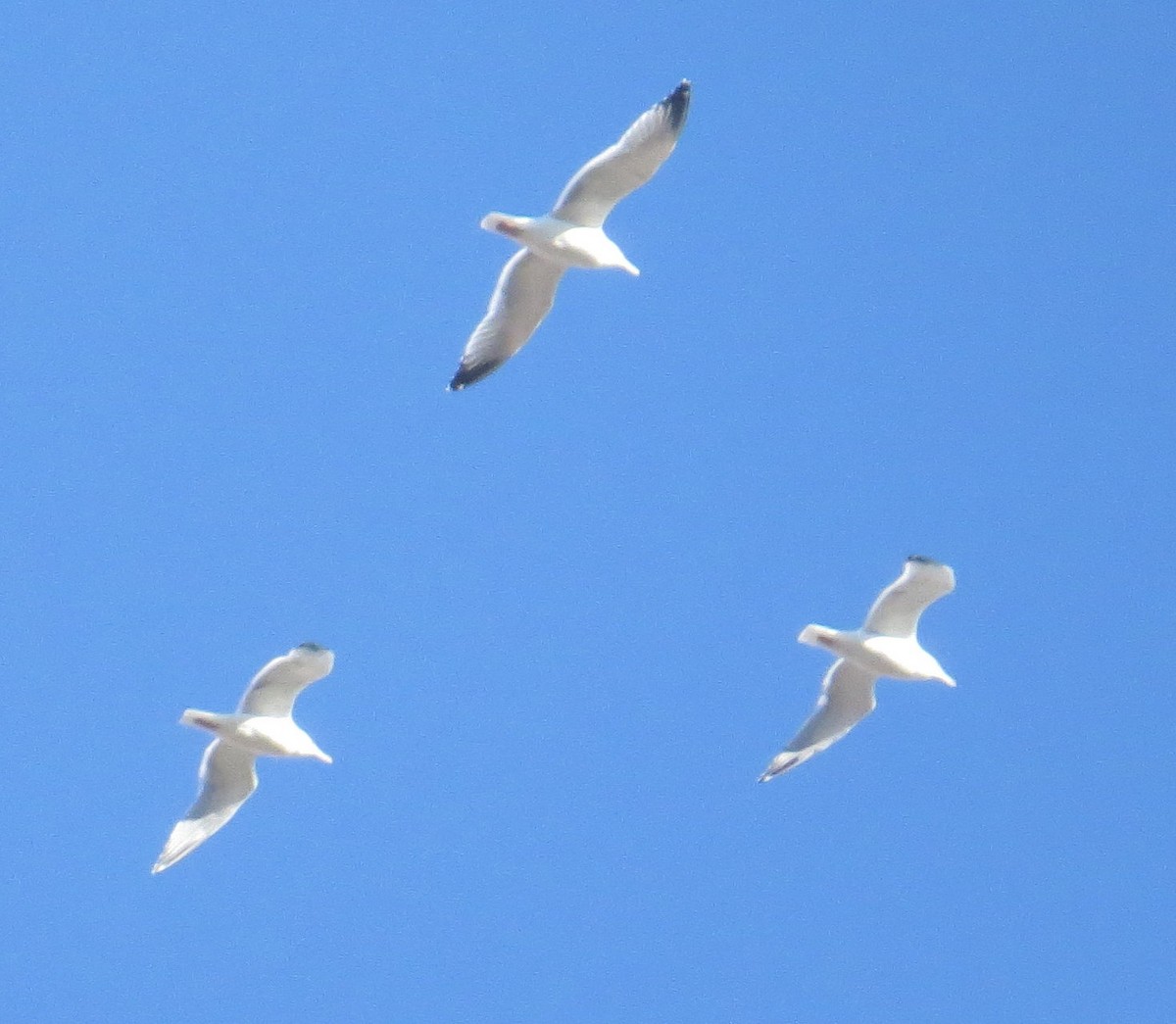 Herring Gull - ML611683345