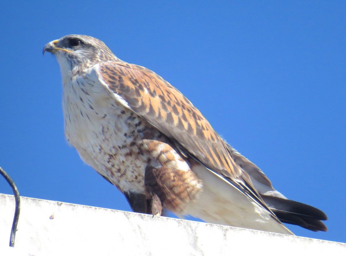 Ferruginous Hawk - ML611683500