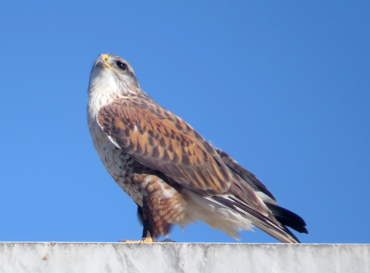 Ferruginous Hawk - ML611683506