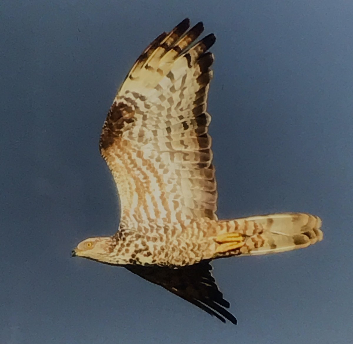 European Honey-buzzard - ML611683524