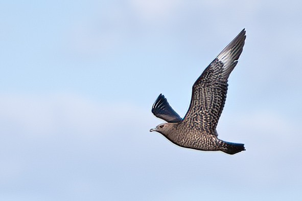 Parasitic Jaeger - ML611683533