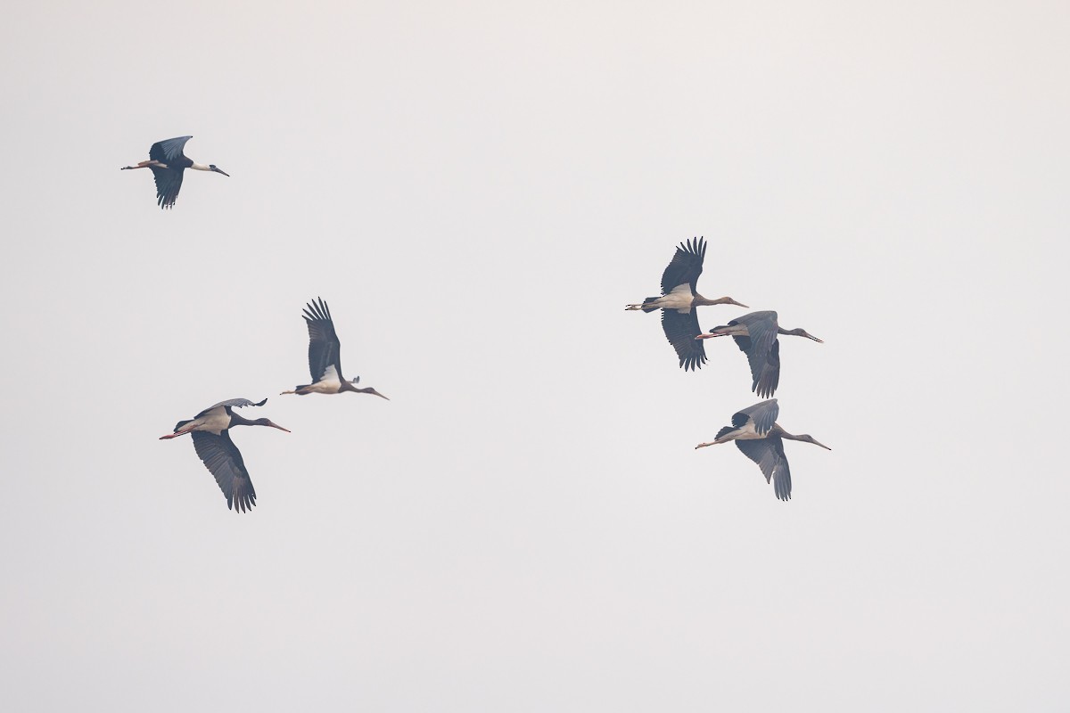 Black Stork - ML611683670