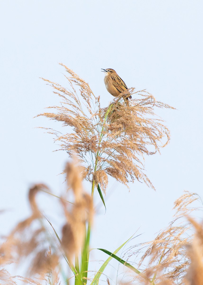 Striated Grassbird - Imran Bhutto