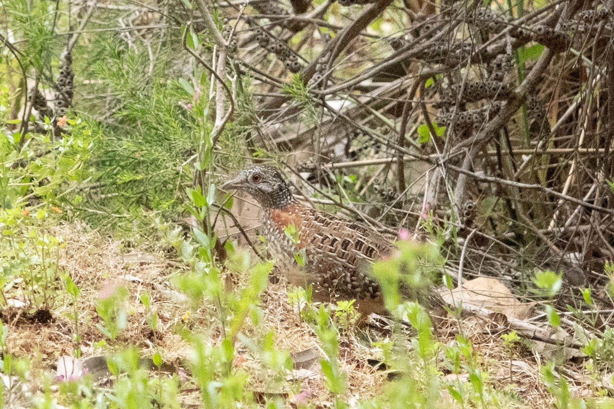 Painted Buttonquail - Jan Lile