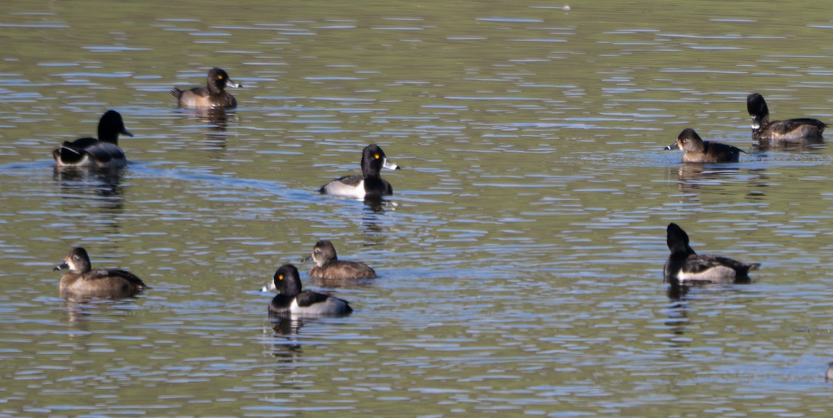 Ring-necked Duck - ML611683782