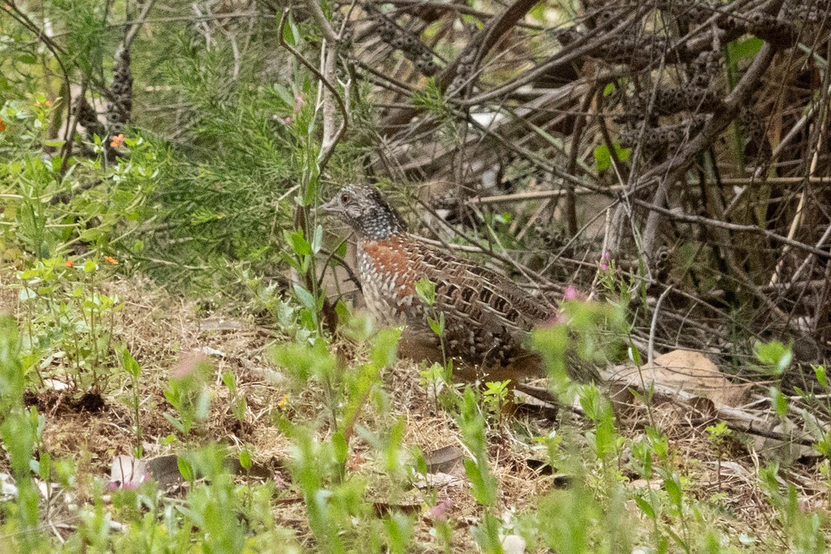 Painted Buttonquail - Jan Lile