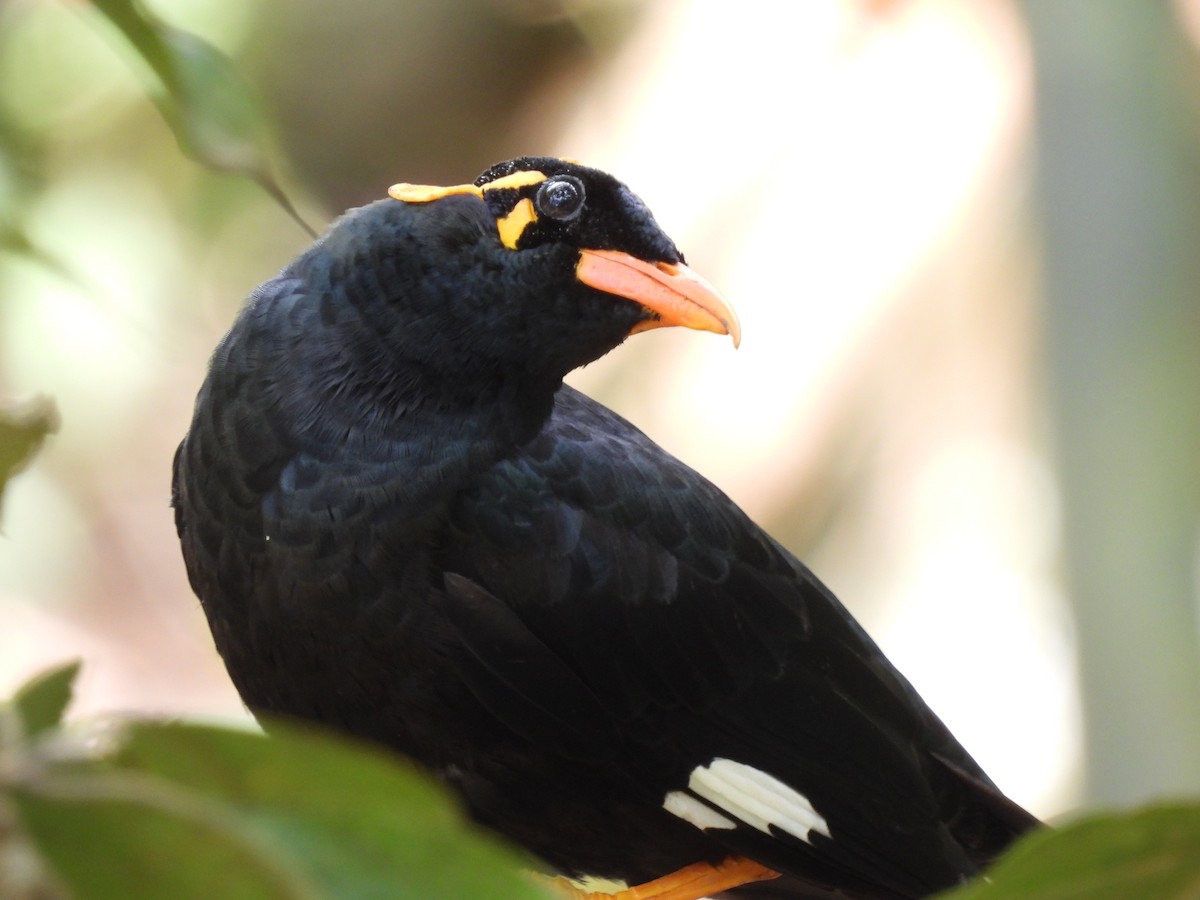 Southern Hill Myna - ML611683869