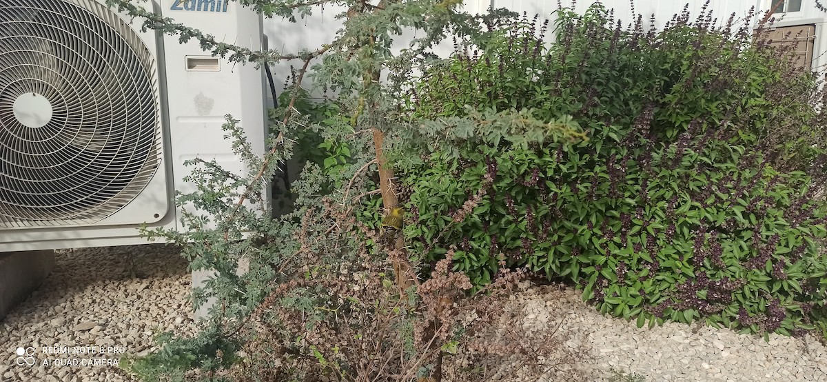 Eurasian Siskin - ML611684146