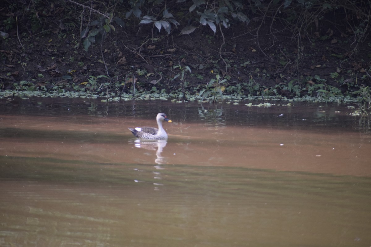 Indian Spot-billed Duck - ML611684147