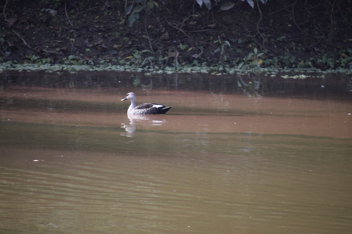 Indian Spot-billed Duck - ML611684148