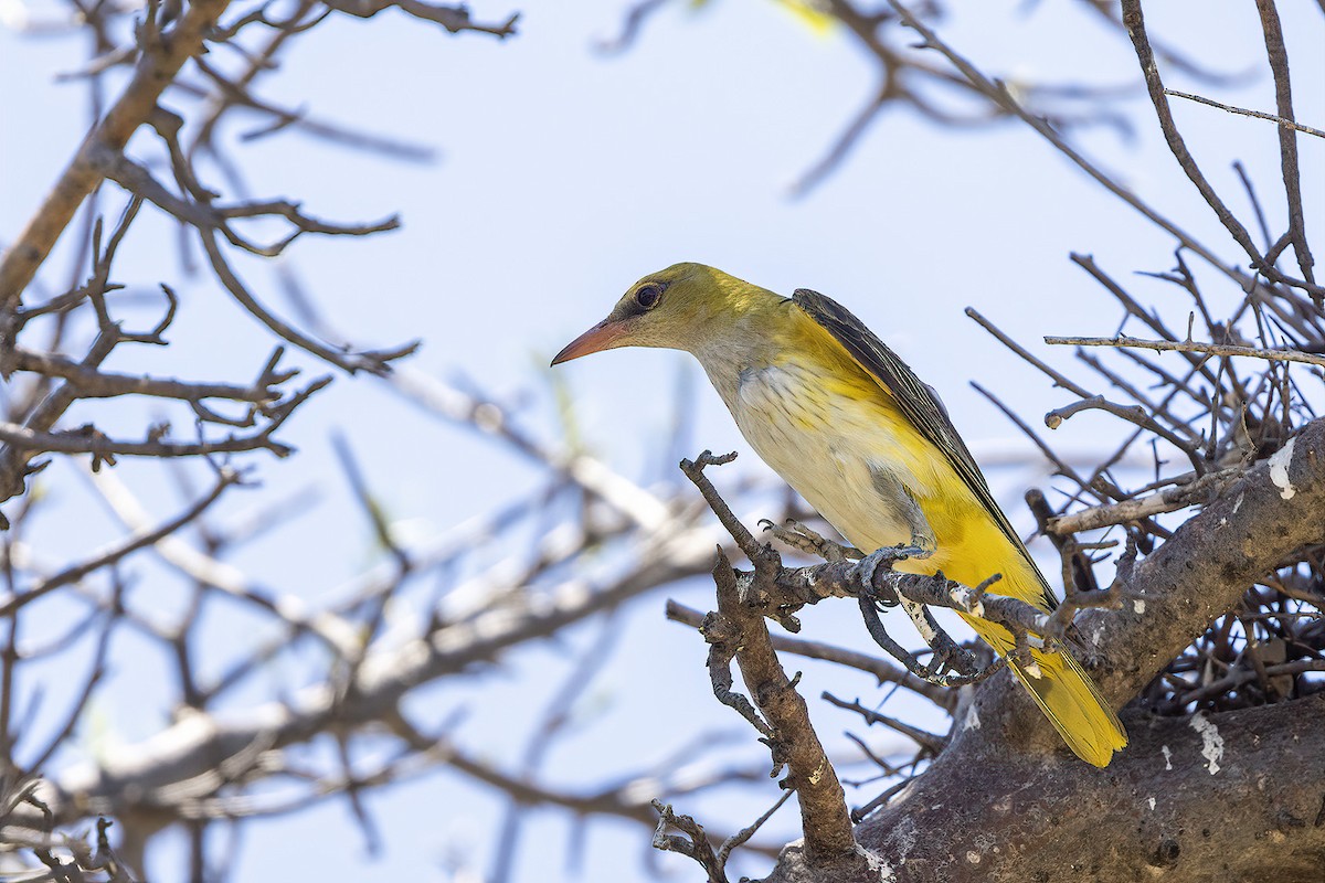 Eurasian Golden Oriole - ML611684179