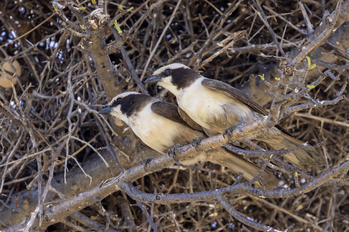 White-crowned Shrike - ML611684196