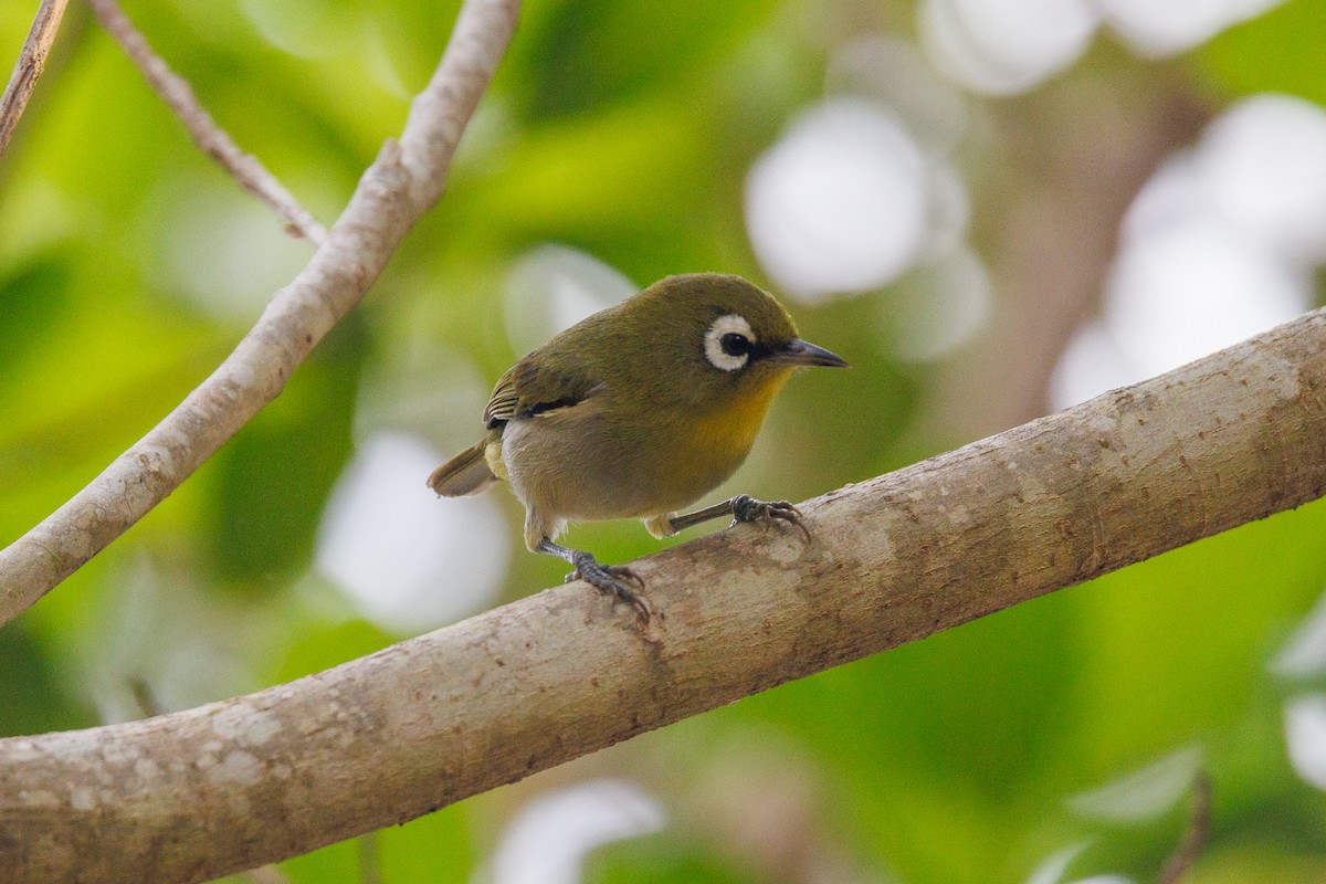 Green-backed White-eye - ML611684199