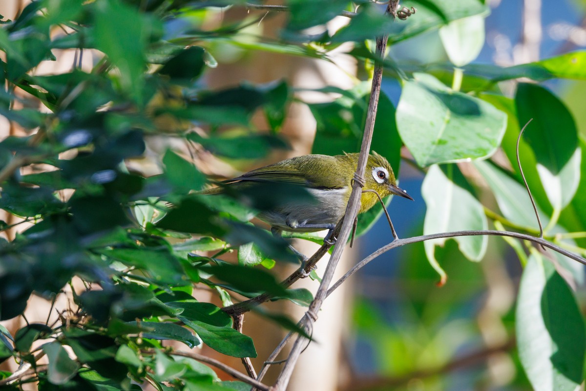 Green-backed White-eye - ML611684200