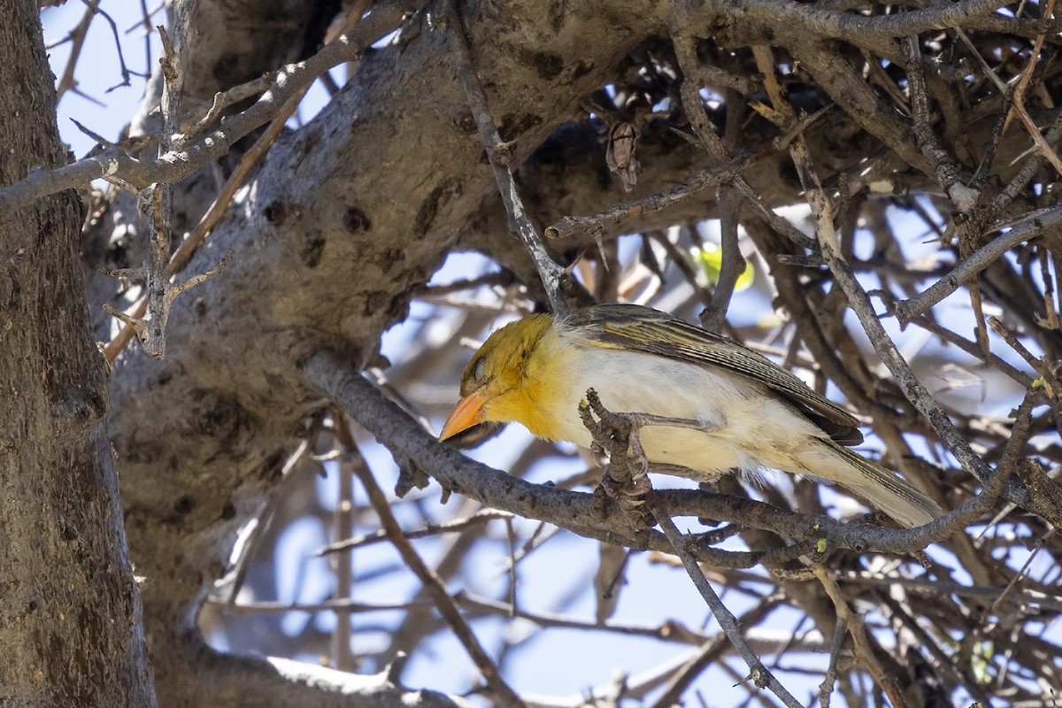 Red-headed Weaver (Southern) - ML611684220