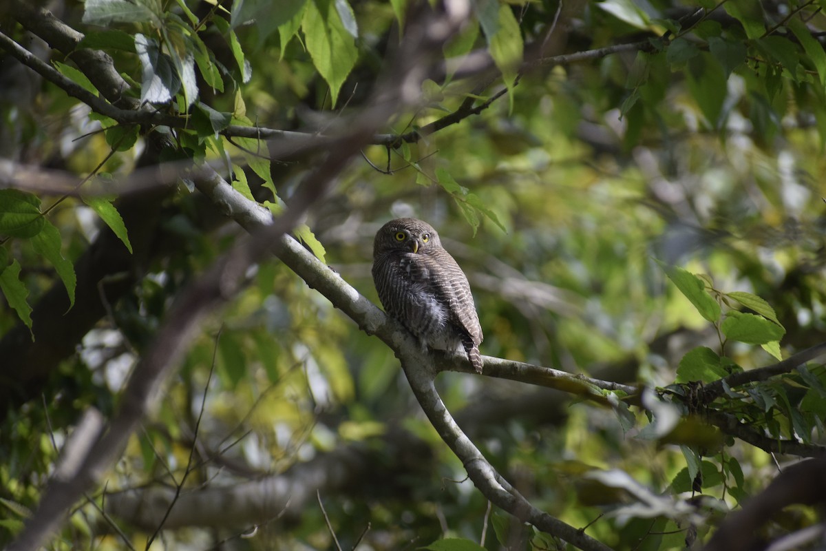 Jungle Owlet - Mukesh Chand