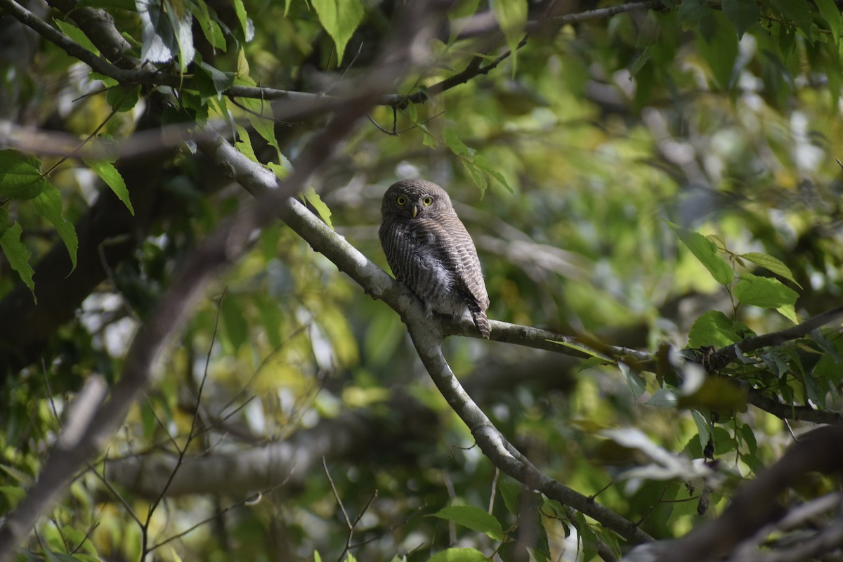 Jungle Owlet - Mukesh Chand