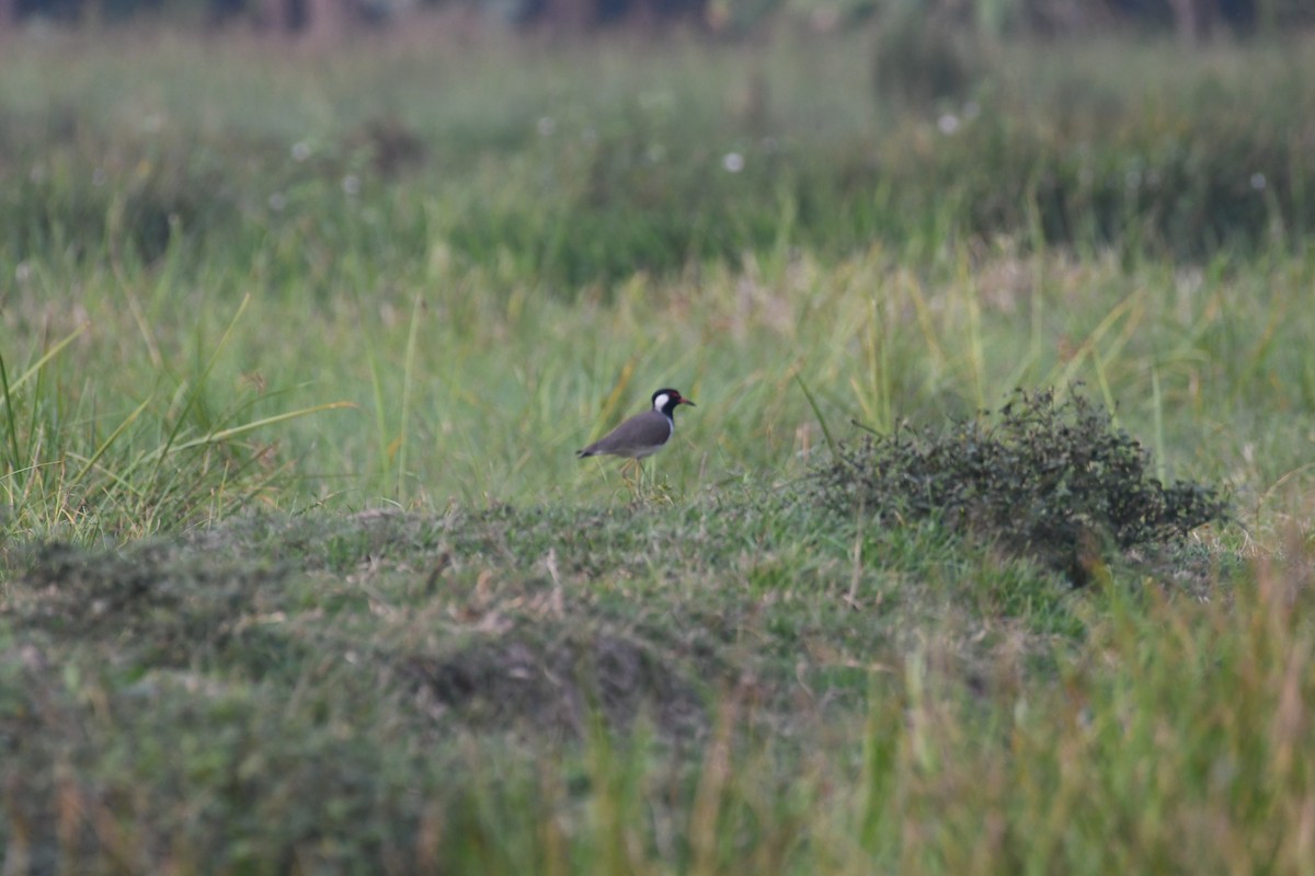 Red-wattled Lapwing - ML611684233