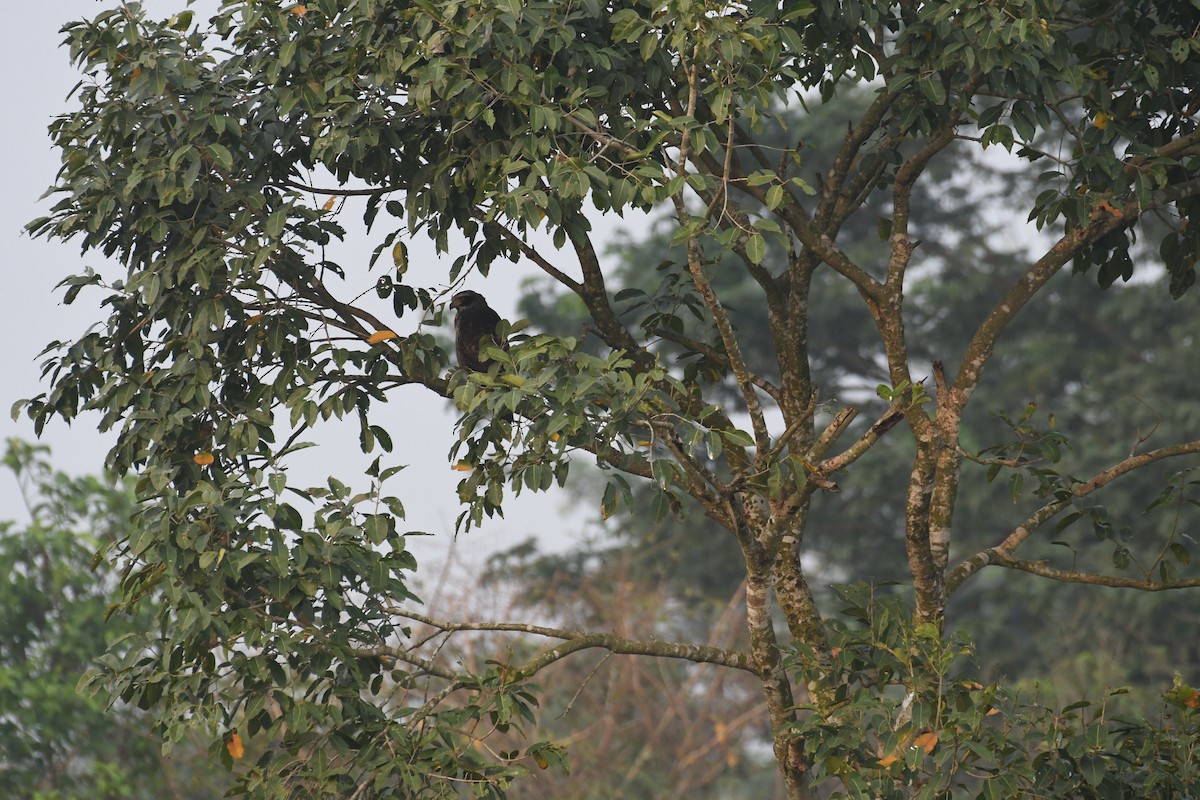 Crested Serpent-Eagle - ML611684243