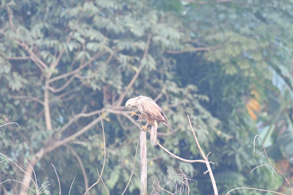 Long-legged Buzzard - ML611684267