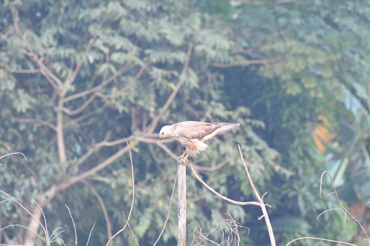 Long-legged Buzzard - ML611684269