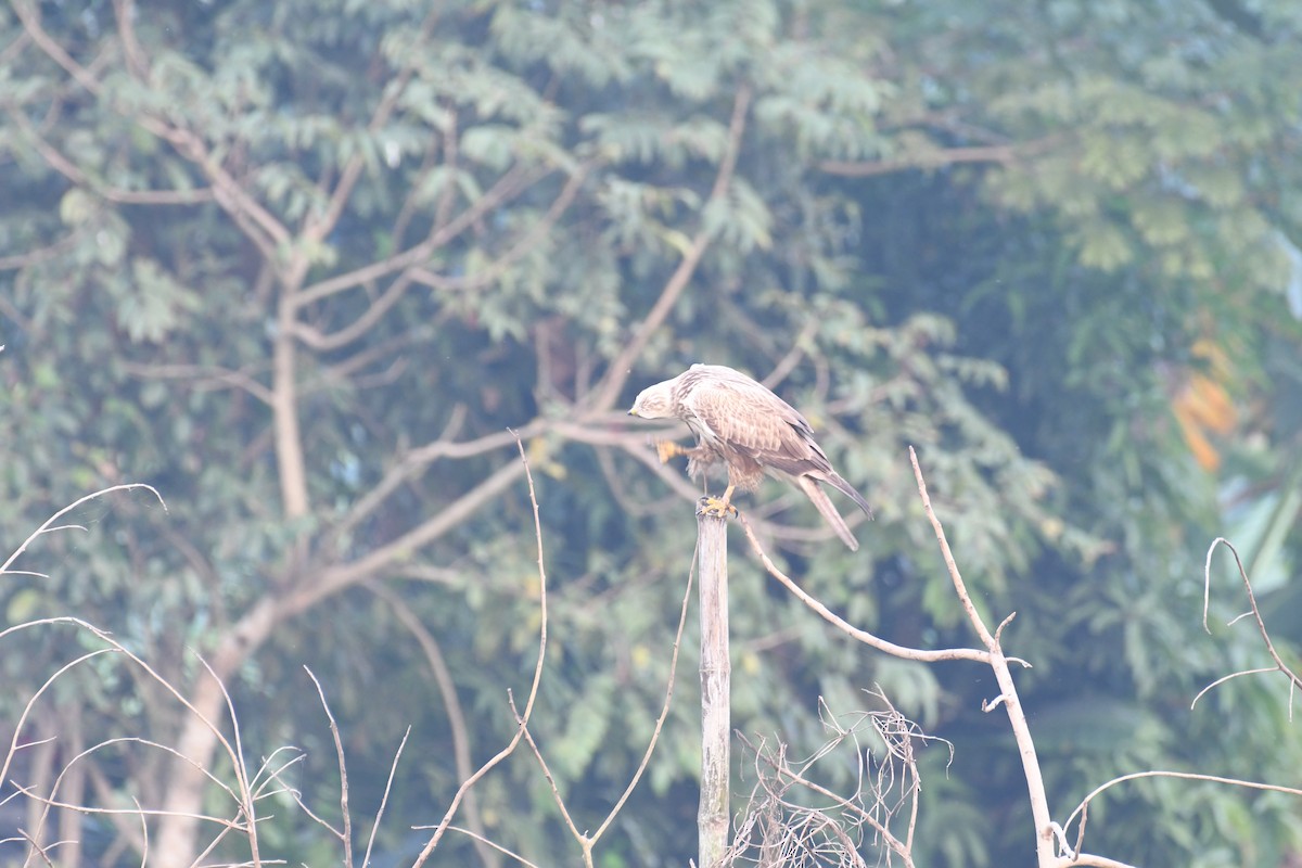 Long-legged Buzzard - ML611684270