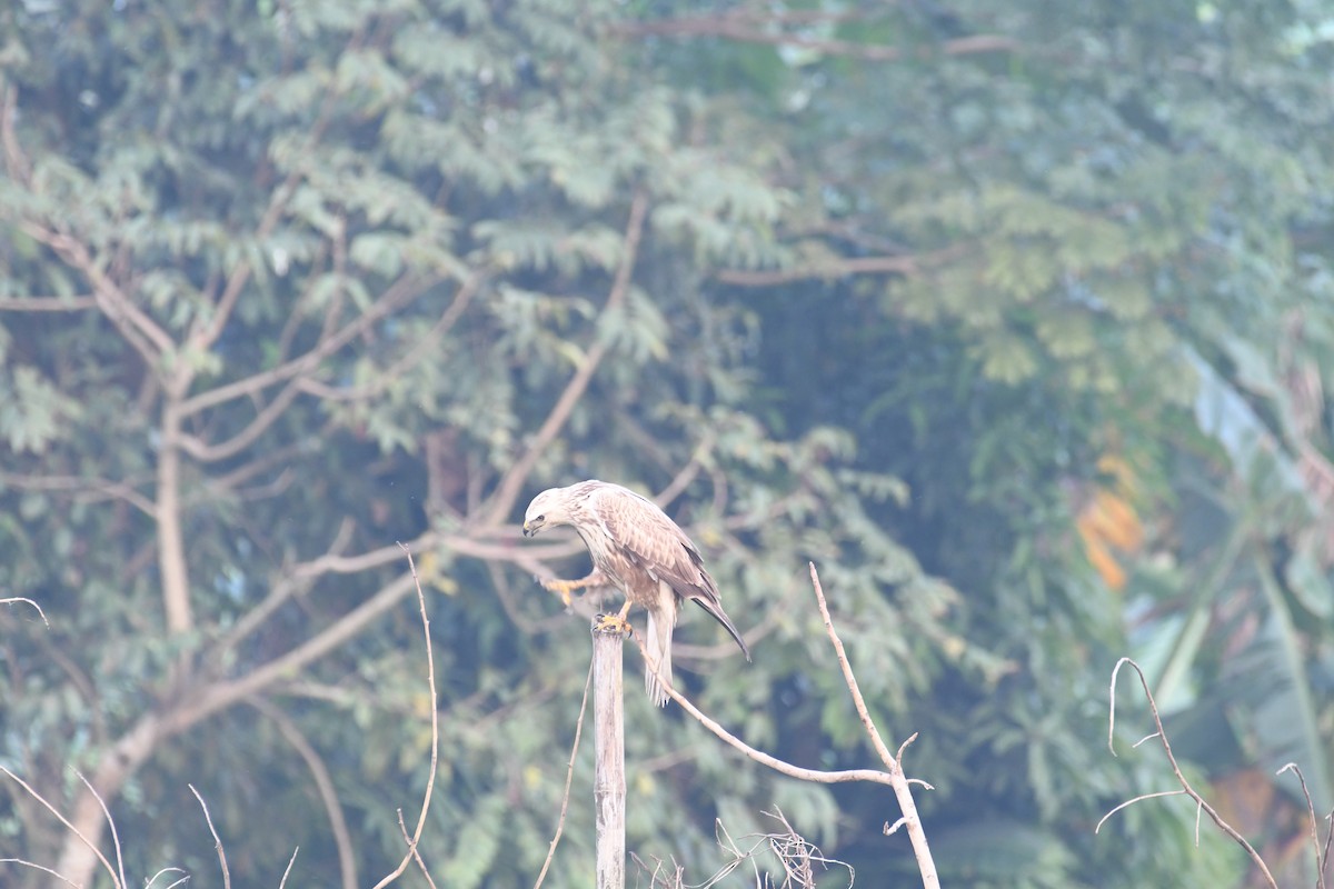 Long-legged Buzzard - ML611684274