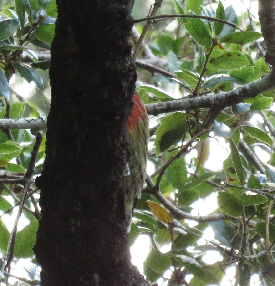 Red-breasted Sapsucker (ruber) - Noah Arthur