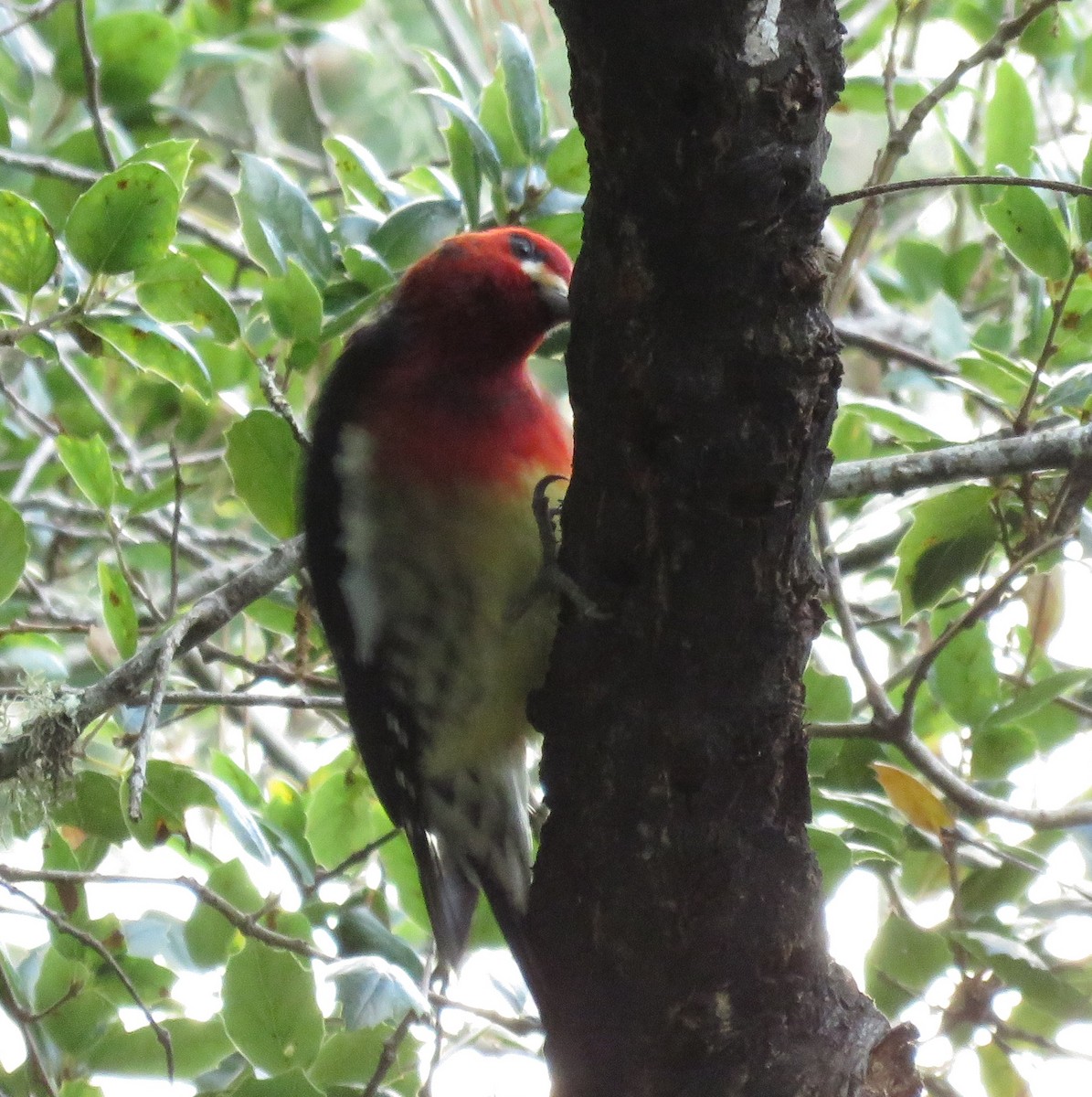 Red-breasted Sapsucker (ruber) - Noah Arthur