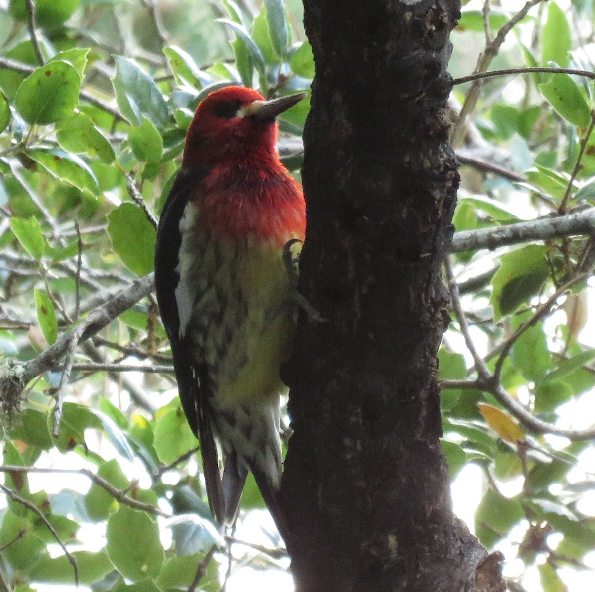 Red-breasted Sapsucker (ruber) - Noah Arthur