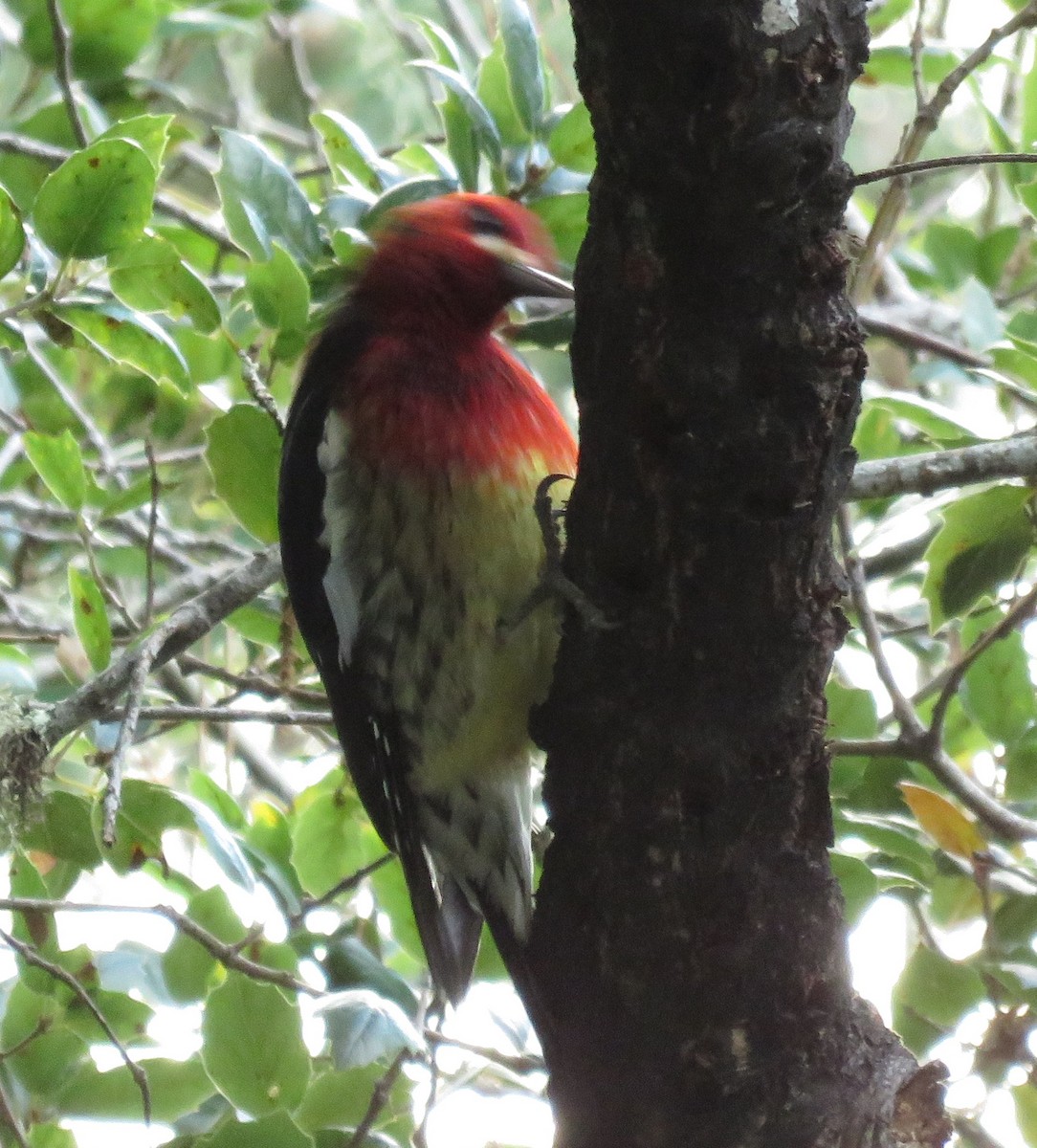 Red-breasted Sapsucker (ruber) - Noah Arthur