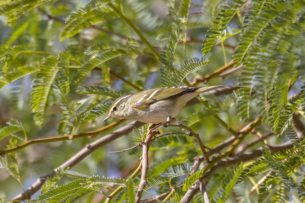 Yellow-browed Warbler - Silviu Pavel