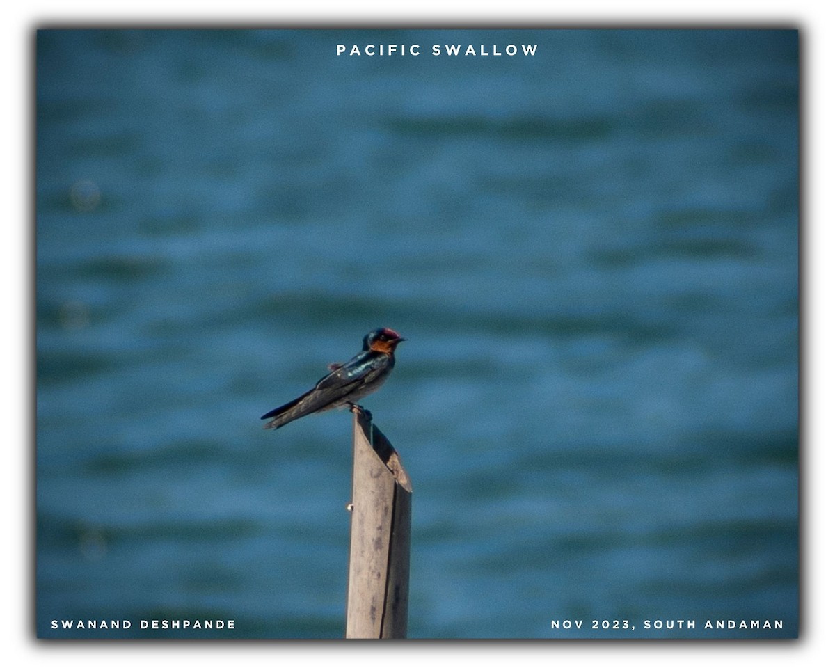 Pacific Swallow - ML611684364