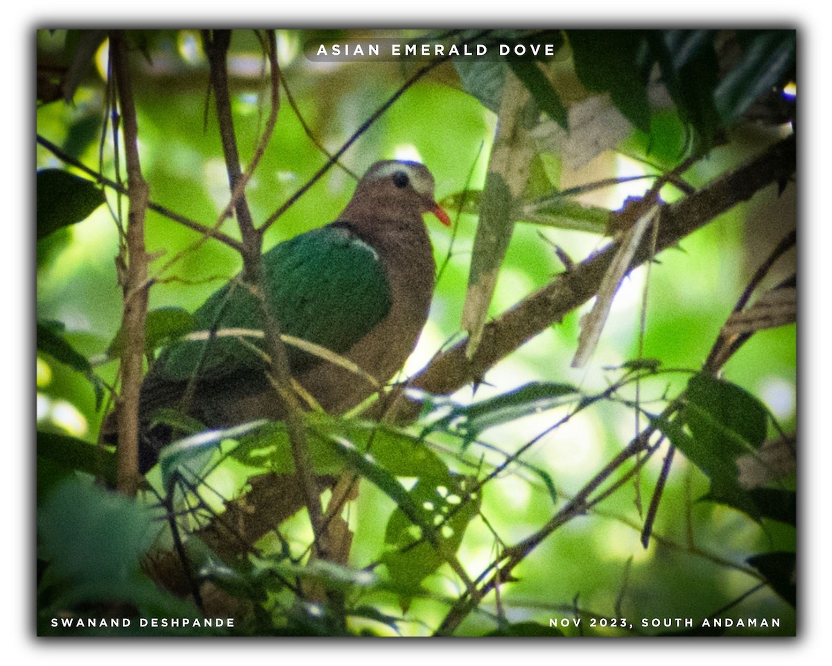 Asian Emerald Dove - ML611684373