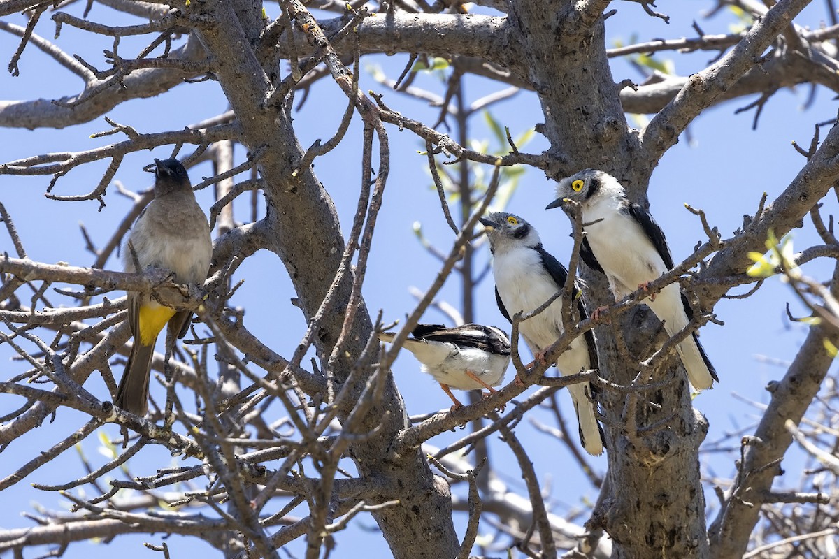 White Helmetshrike - ML611684374