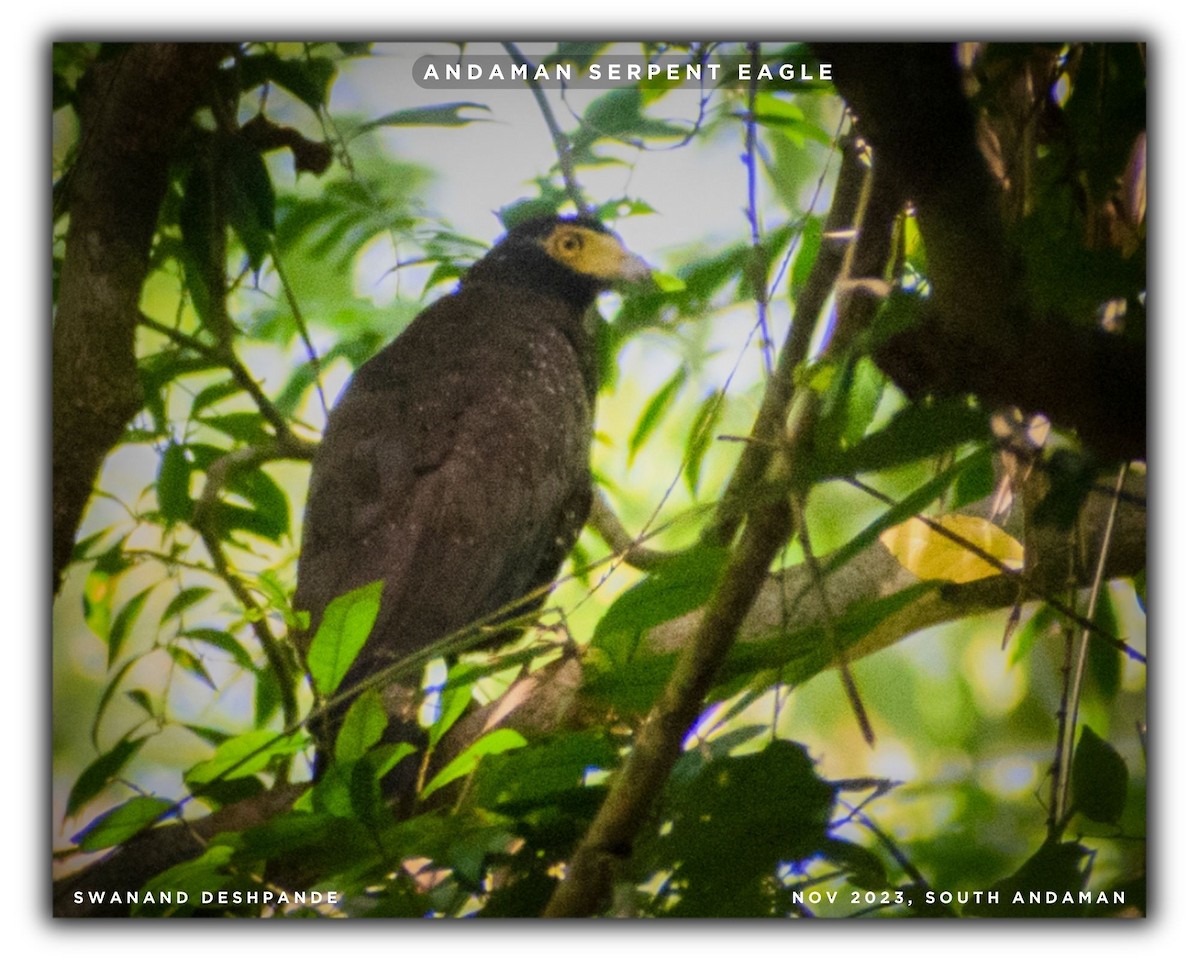 Andaman Serpent-Eagle - Swanand Deshpande