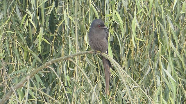 Ashy Drongo - ML611684381