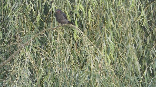 Kül Rengi Drongo - ML611684386