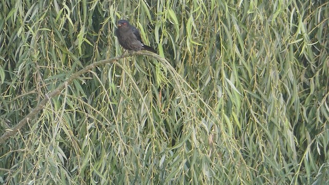 Ashy Drongo - ML611684386