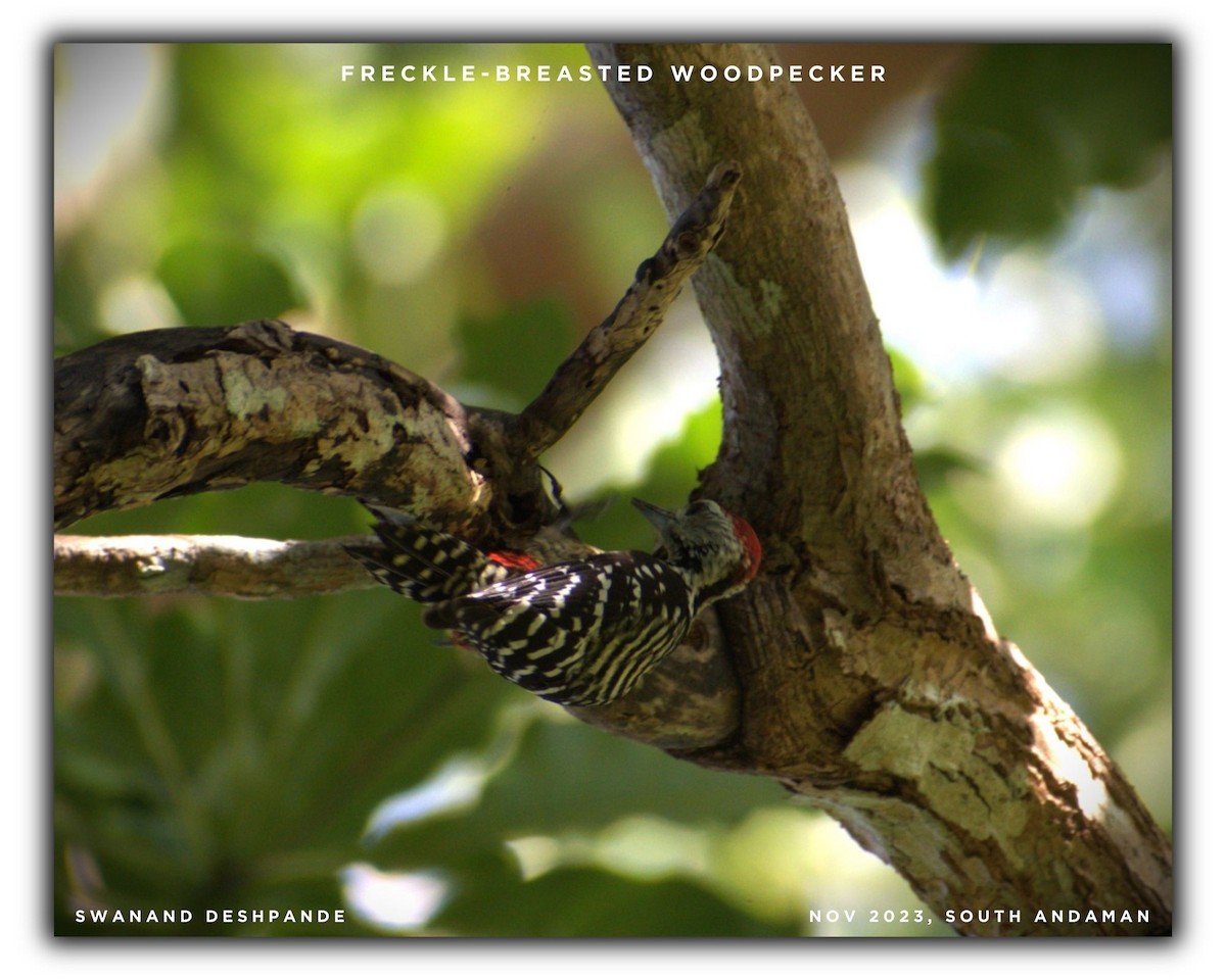 Freckle-breasted Woodpecker - ML611684388