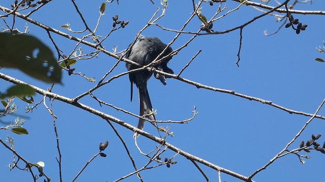 Kül Rengi Drongo - ML611684397