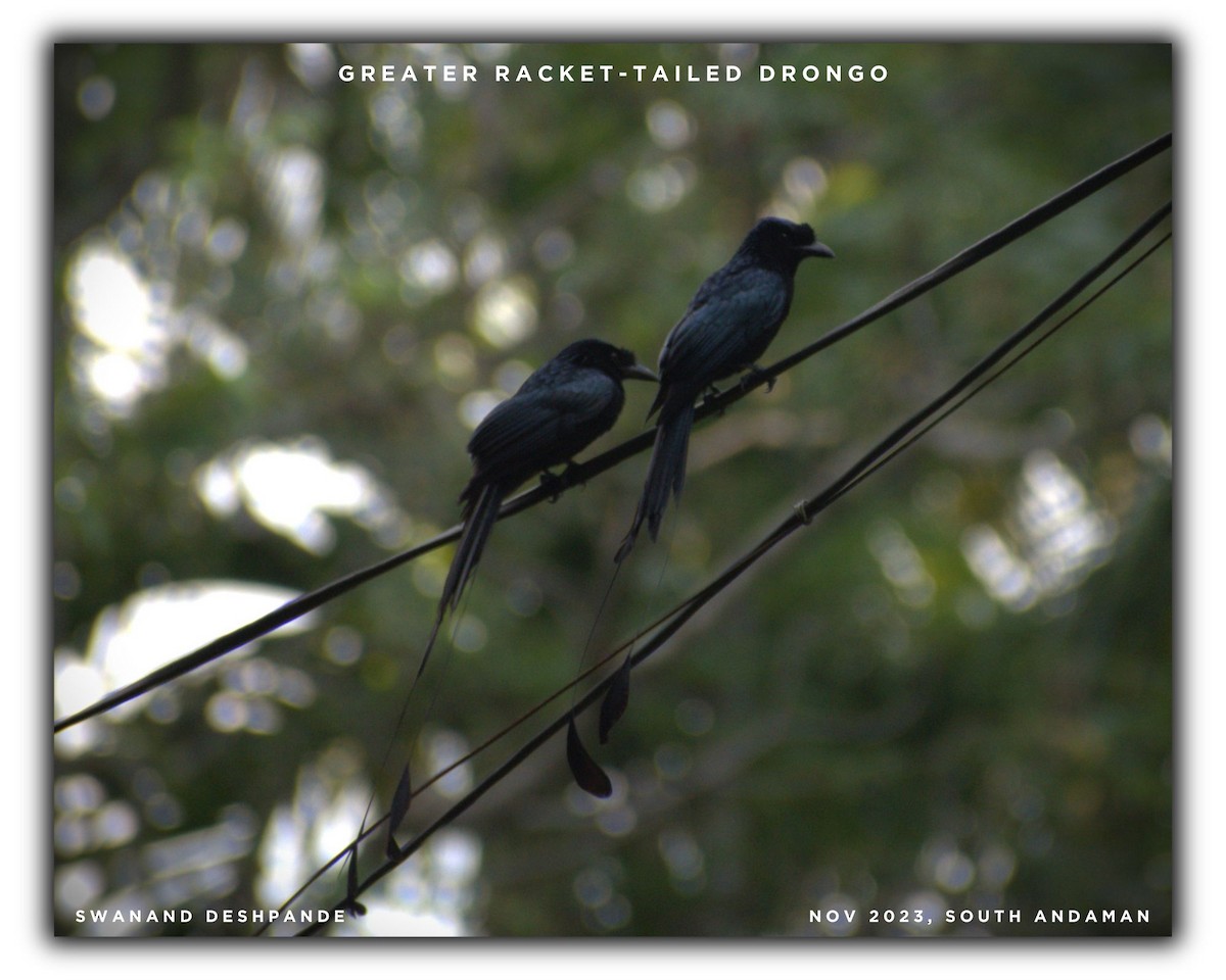 Greater Racket-tailed Drongo - ML611684404